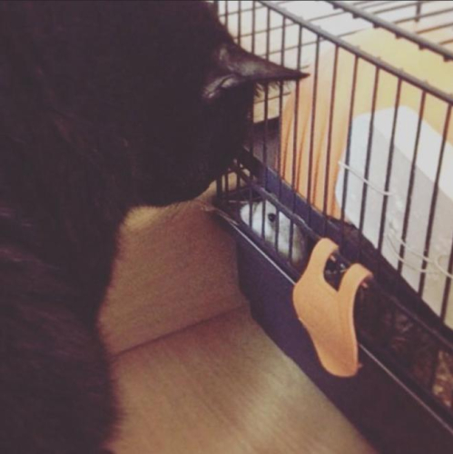 misha sniffing a hamster in a cage